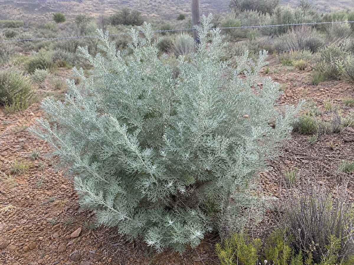 Wilde-als (Artemisia afra) in die veld