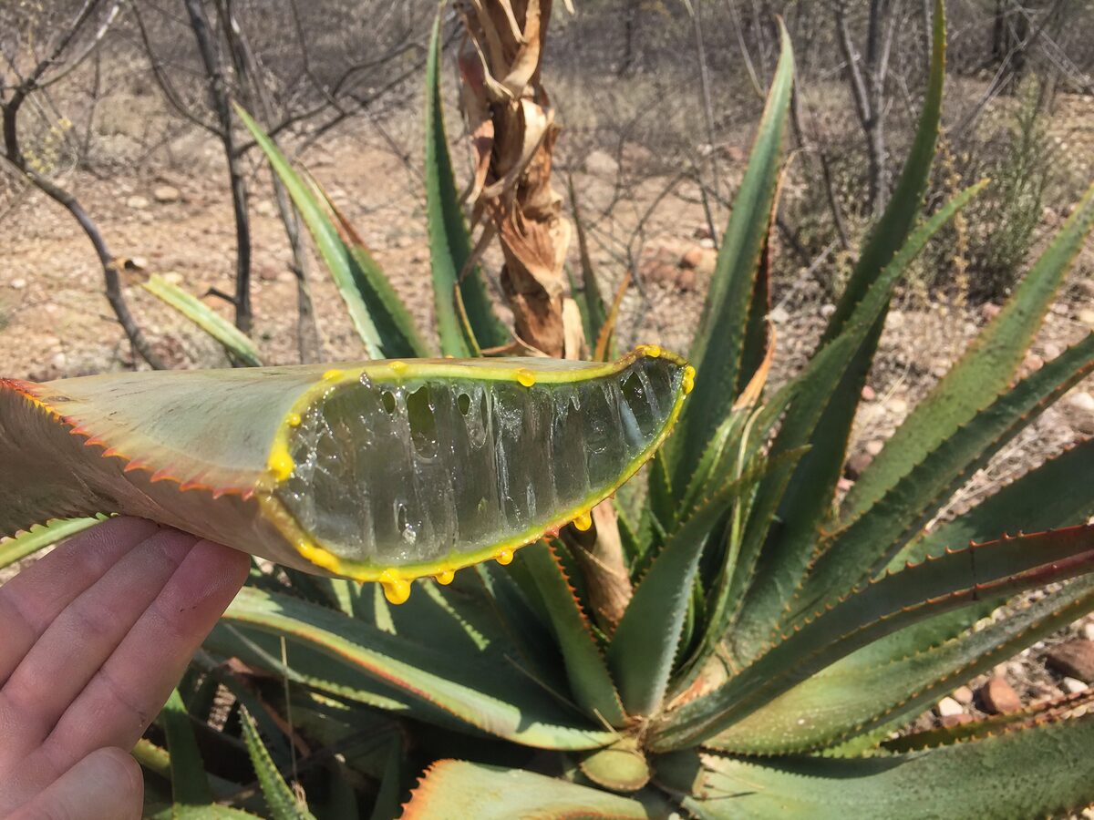Bitteraalwyn (Aloe ferox) met sy blaar oopgesny