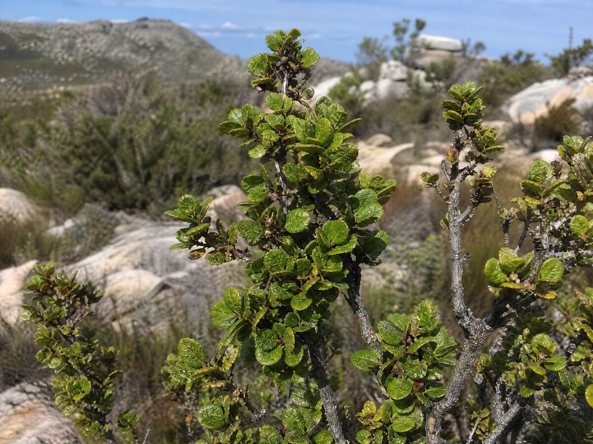 Boegoe (Agathosma betulina)