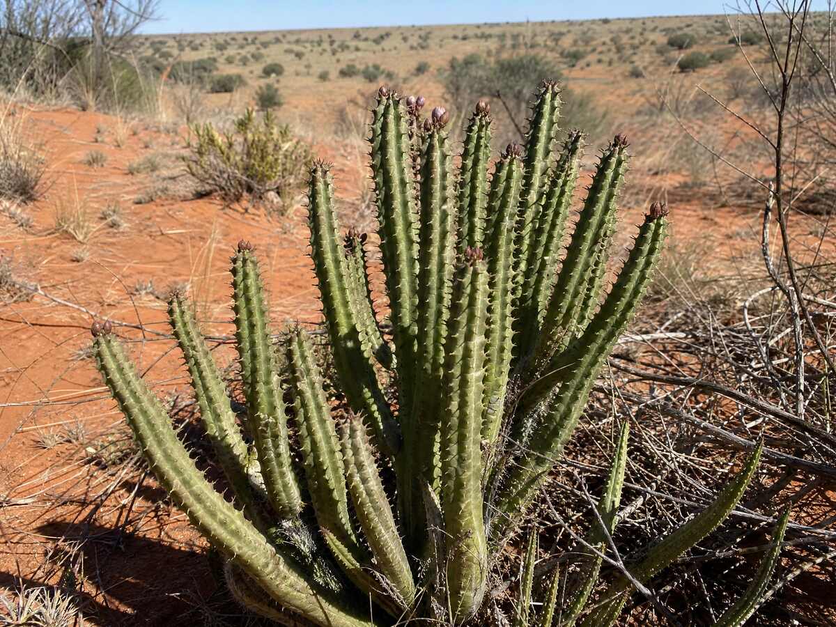 Ghaap (Hoodia gordonii) in die Kalahari