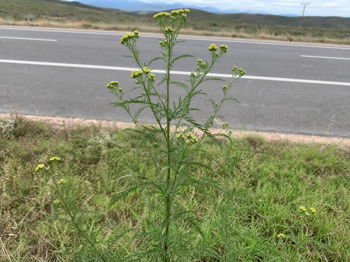 Khakibos (Tagetes minuta)