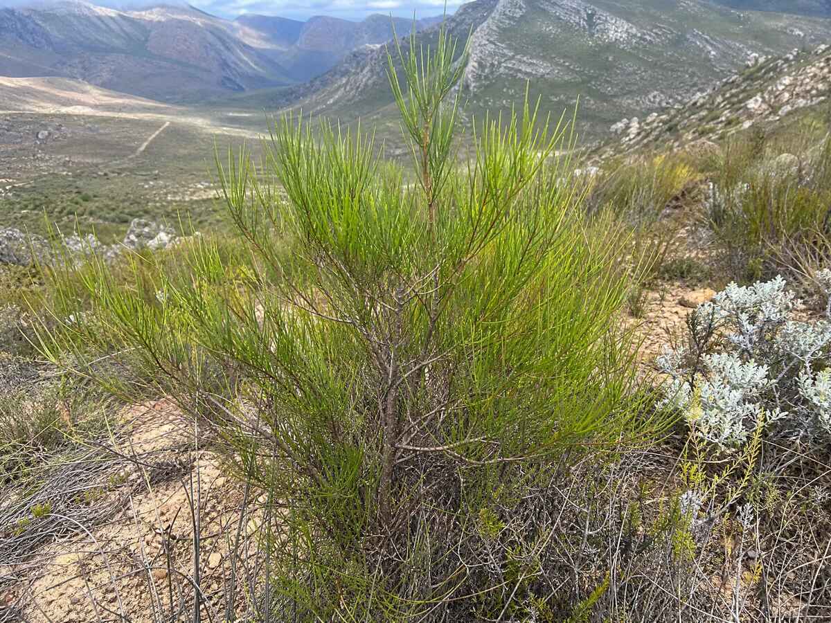 Rooibos (Aspalathus linearis)
