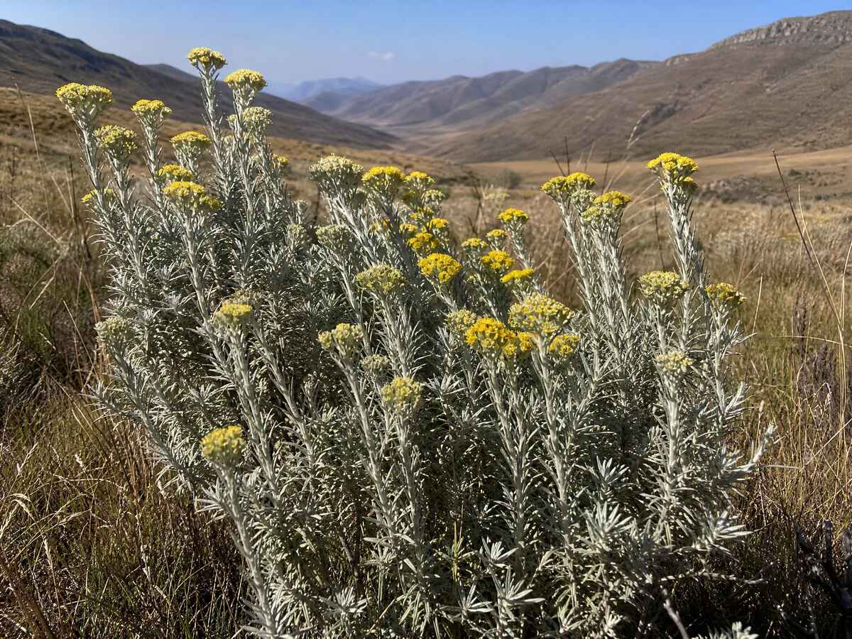 Imphepho (Helichrysum odoratissimum)