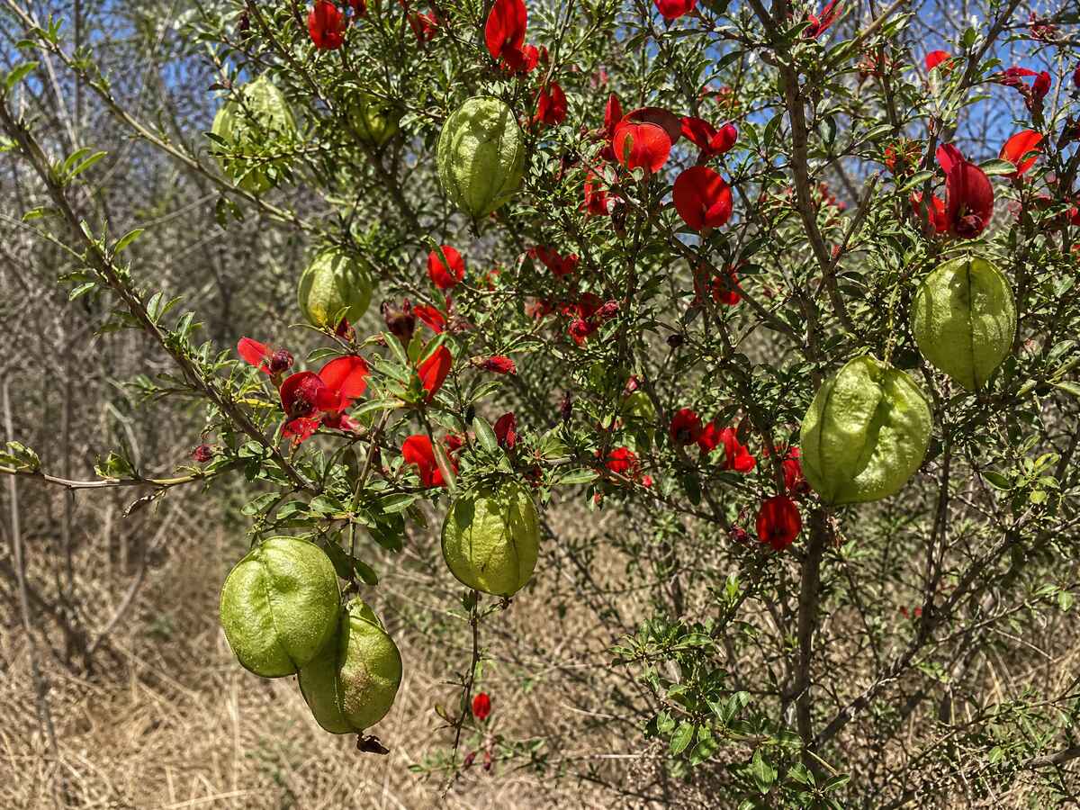 Kankerbossie (Lessertia frutescens)