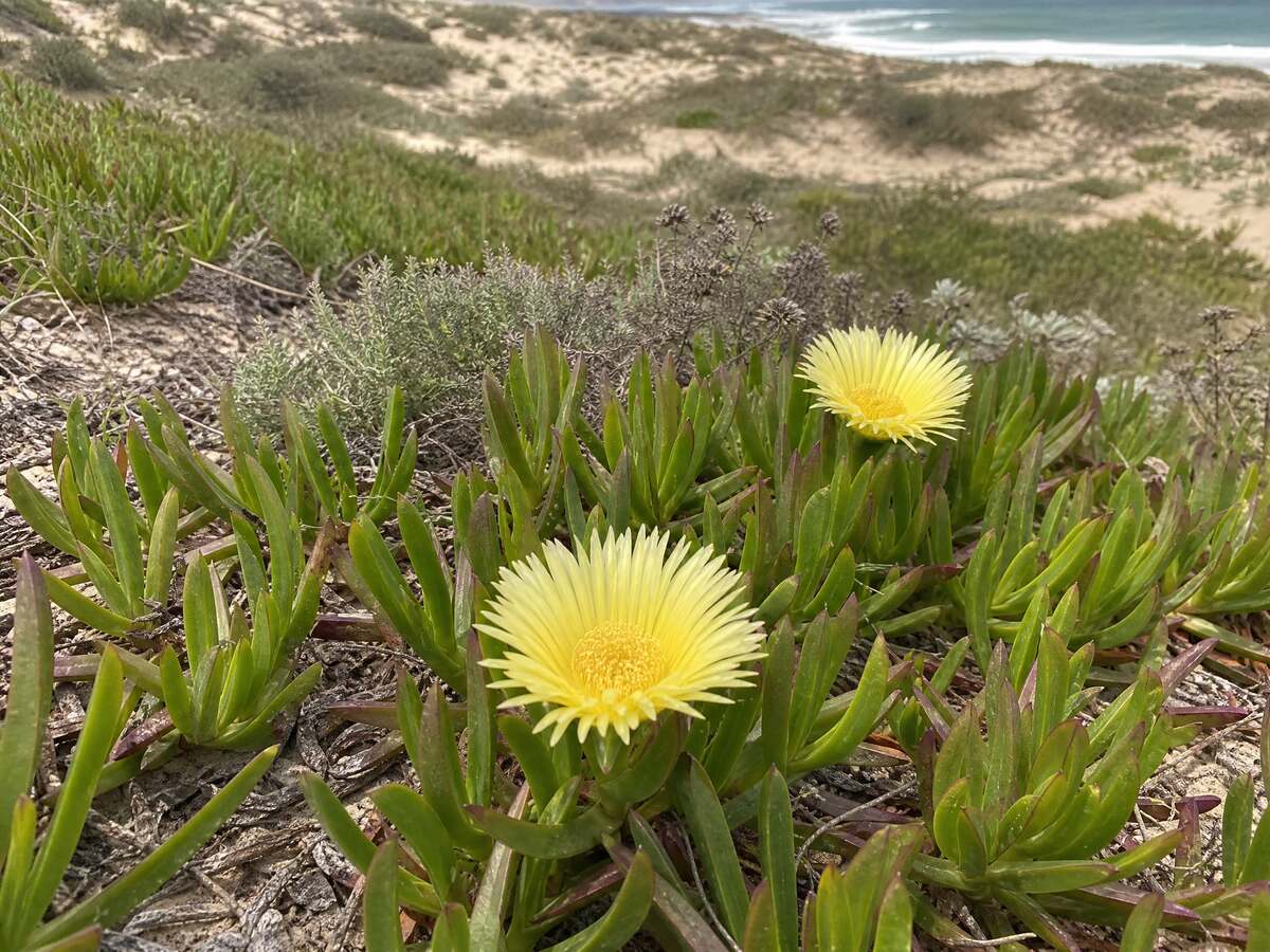 Suurvy (Carpobrotus edulis) op die duine