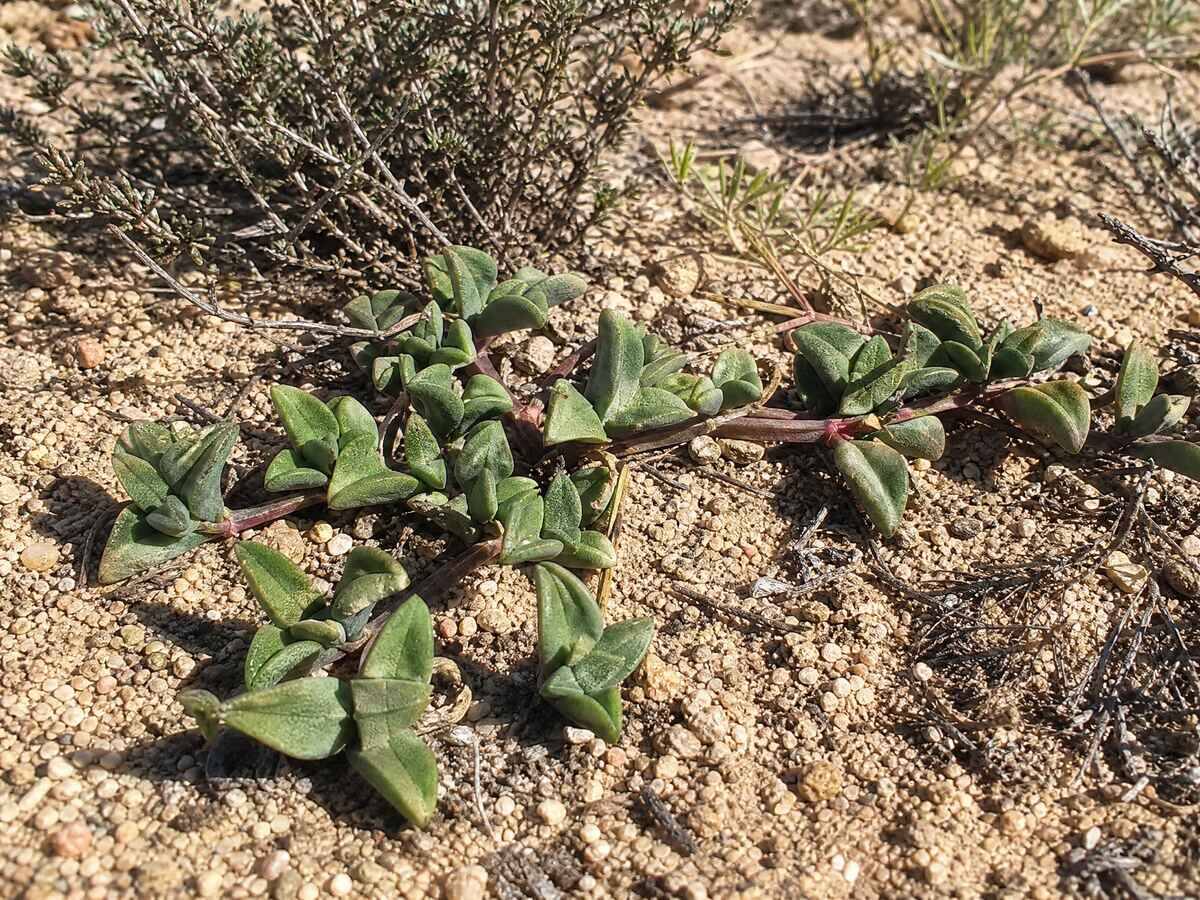 Kougoed (Sceletium tortuosum)